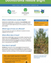 Tree pests and diseases info sheet 2 - Dothistroma needle blight